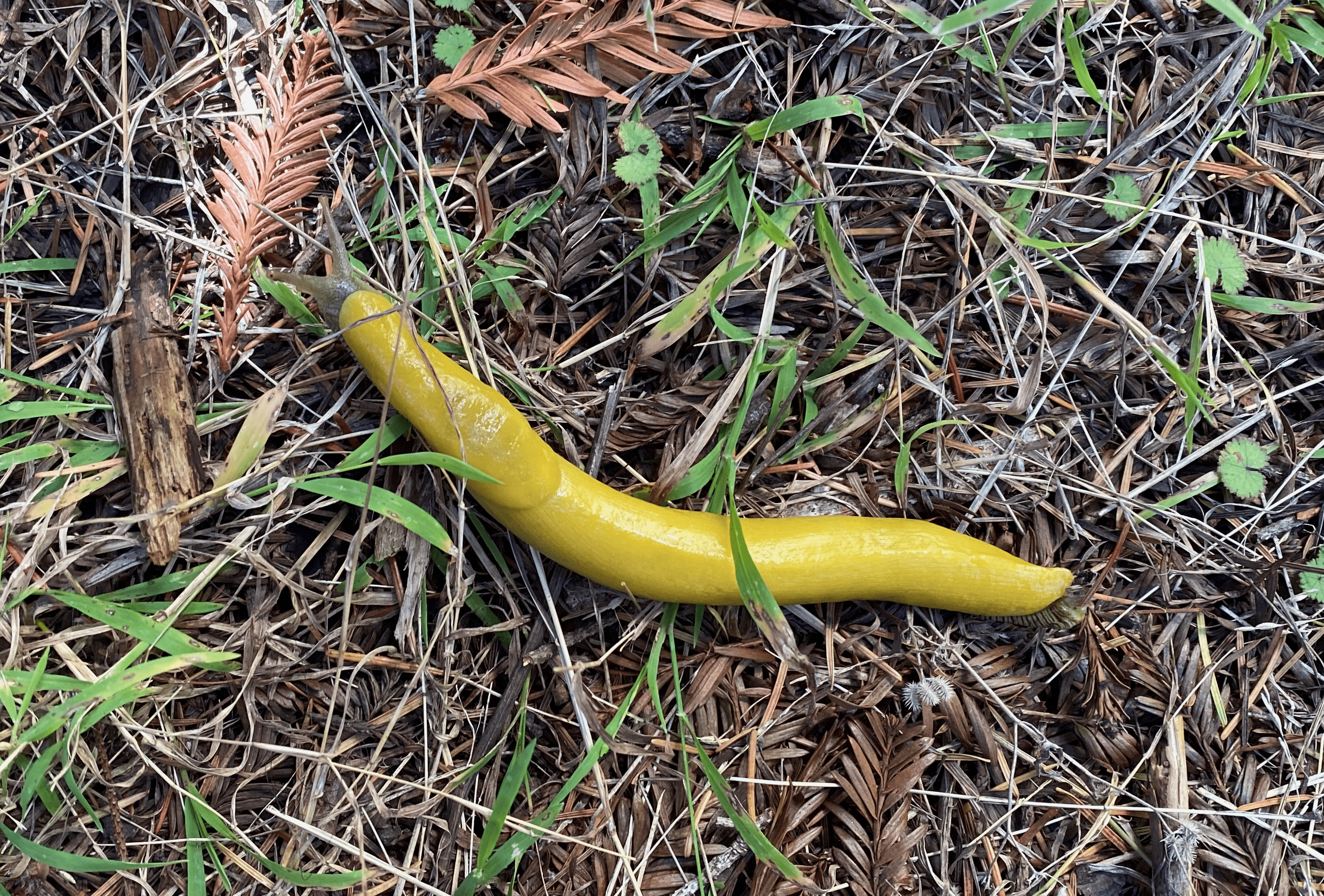 Banana slug